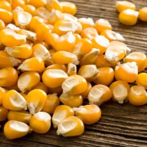 Yellow Maize