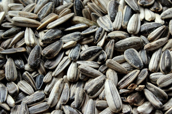 Sunflowers seeds