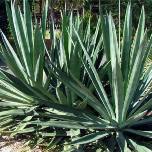 Agave sisalana