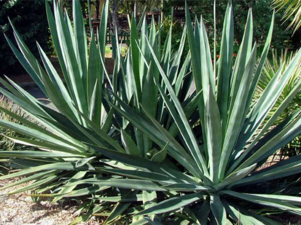 Agave sisalana