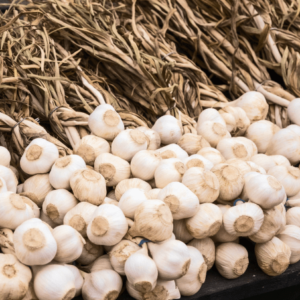 Garlic Seeds