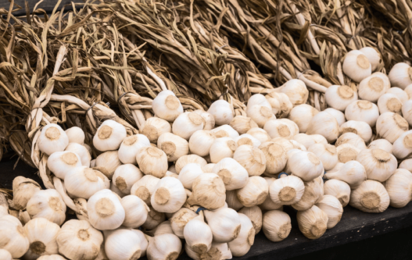 Garlic Seeds