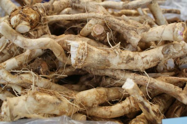 Fresh Horsearadish