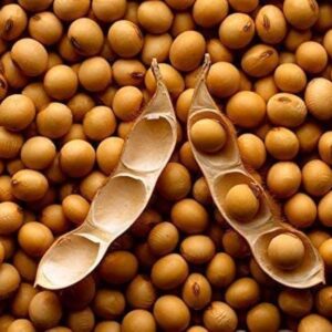 Soybean seeds