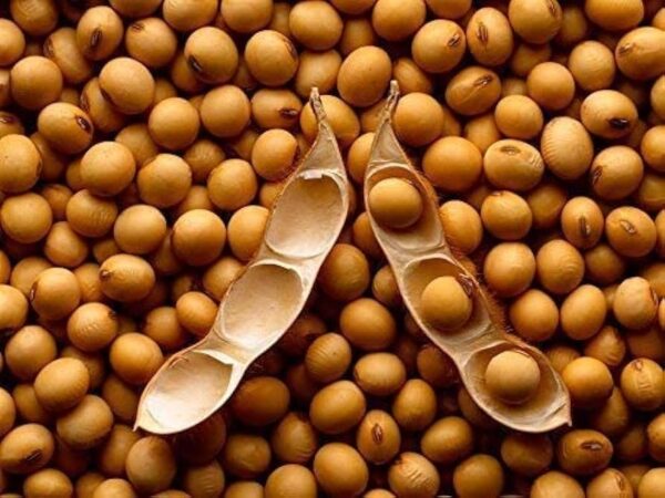 Soybean seeds
