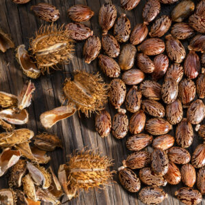 Castor oil seeds