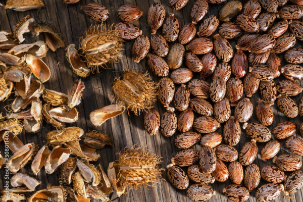 Castor oil seeds