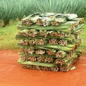 Sisal plant