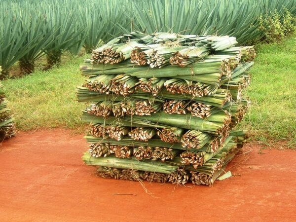 Sisal plant