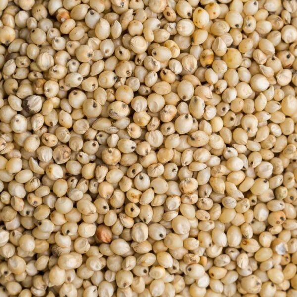 Grain Sorghum